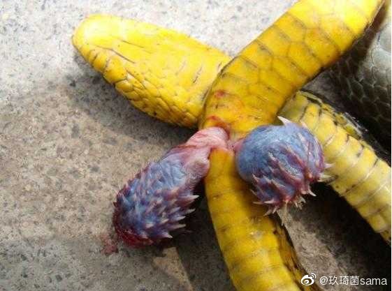 男主是条蛇有倒刺倒刺之恋，蛇男的秘密世界-第3张图片