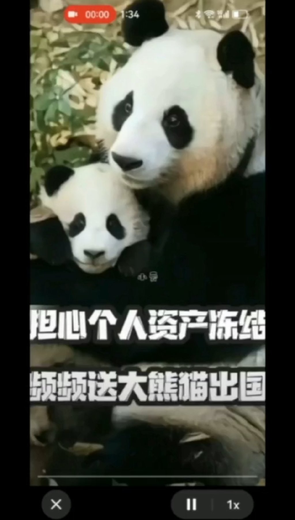 大熊猫的小惊喜，捡到游客的伞并细心撑开-第1张图片