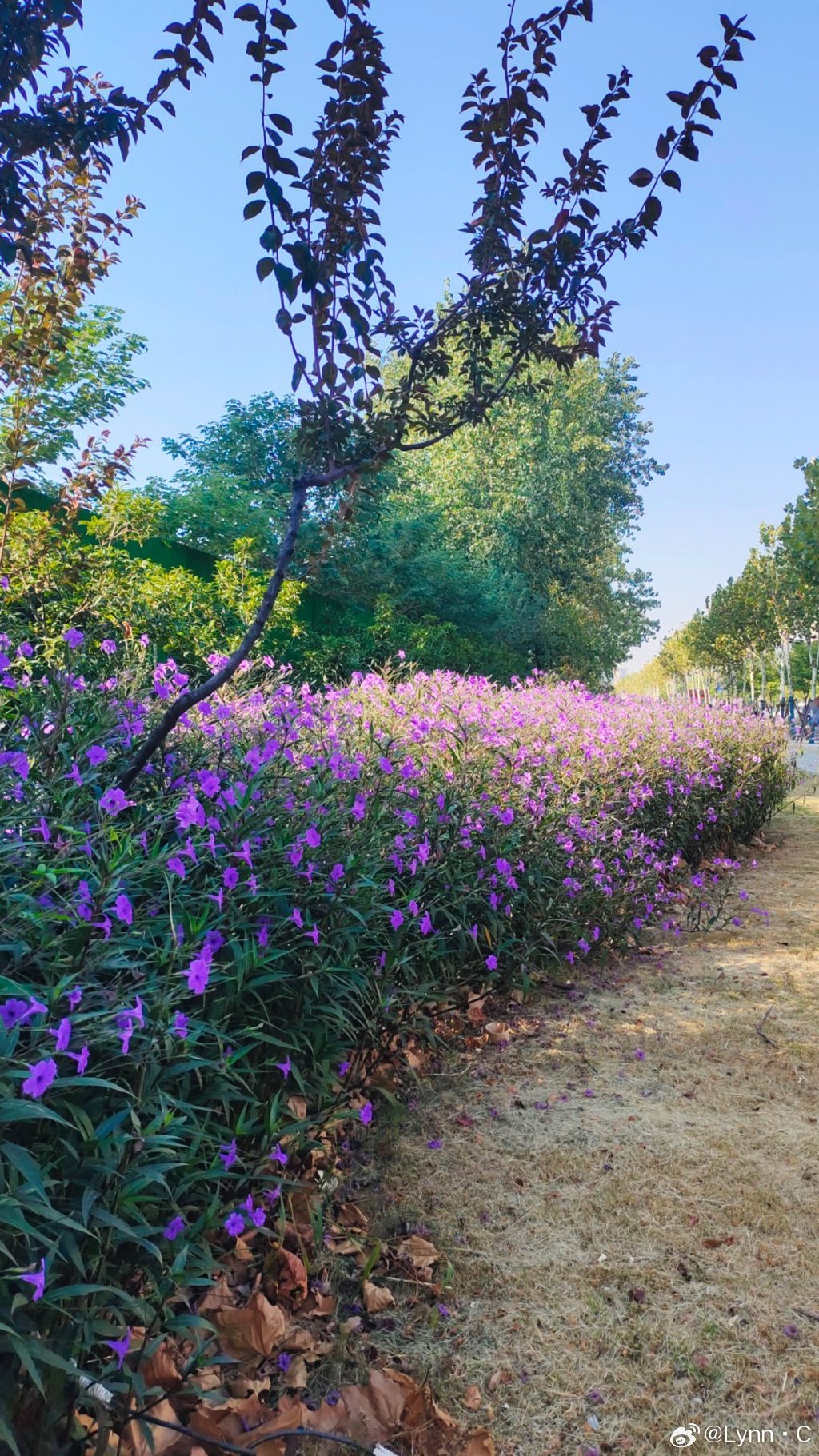 野花2019，社区中的新风景-第3张图片