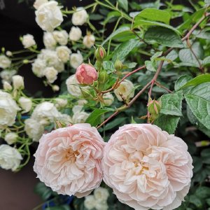 蜜汁樱桃林下的妙妙之终局-第2张图片