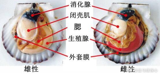 探索未知的界限——打开腿吃你的扇贝-第2张图片