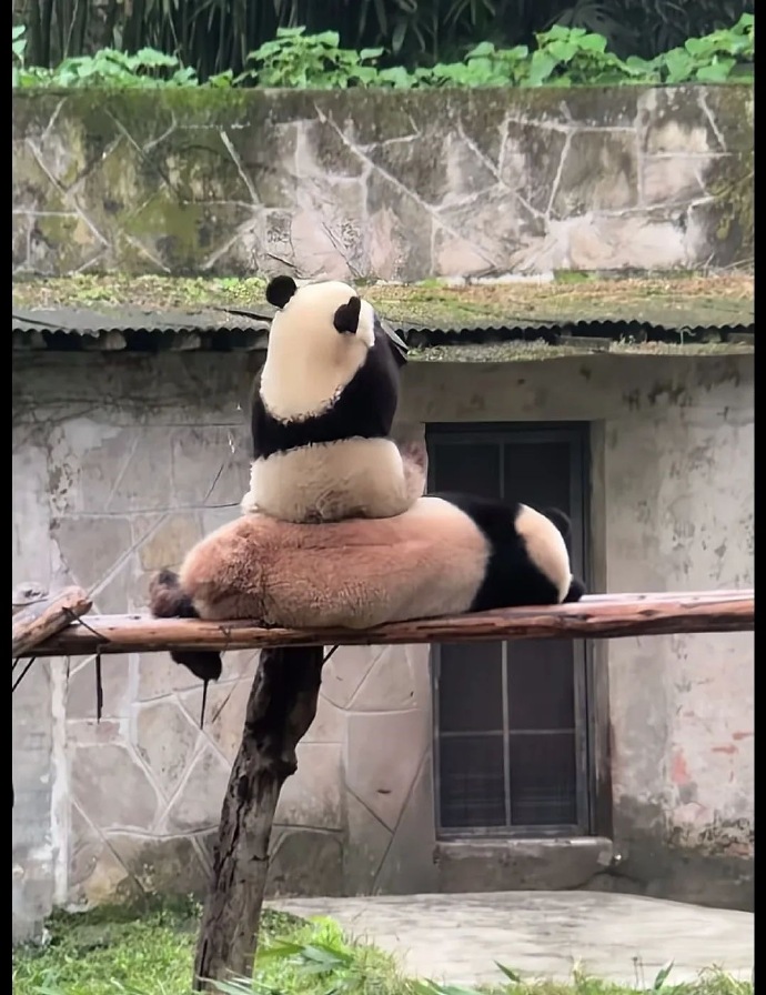 大熊猫捡到游客的伞还给撑开了大熊猫的善意之举，捡到游客的伞并细心撑开-第2张图片