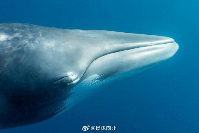 孤独的海兽孤独的海兽，深海中的神秘存在-第3张图片