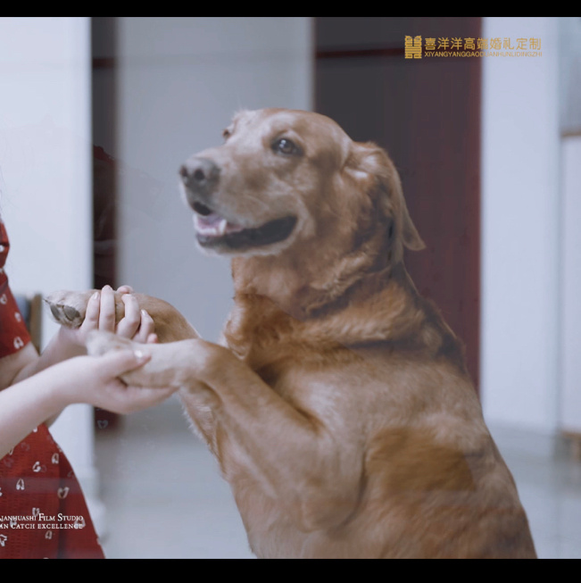 录像狗配女人成人内容与网络伦理——关于成人一级黄色片的探讨-第2张图片