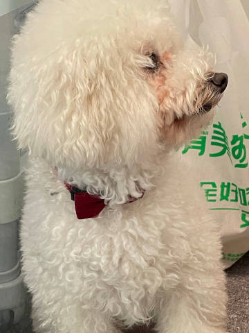 俄罗斯的独特节奏，WOOWOOWOO的魅力-第1张图片