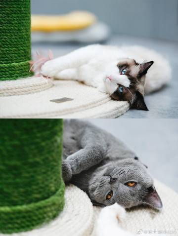 猫咪.apk.reneme猫咪与不适当软件下载的警示-第2张图片