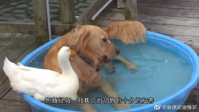 兰兰与鹿鹿的森林奇遇-第2张图片