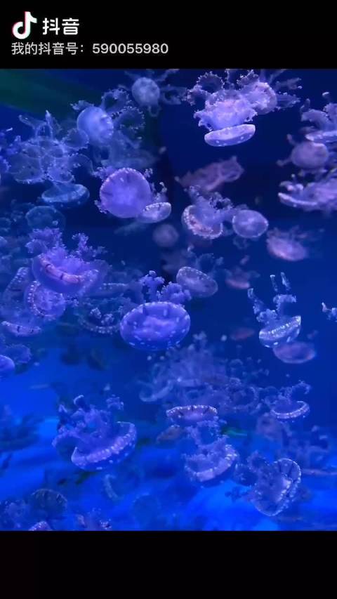 探索久久久夜间小视频的魅力与影响-第2张图片