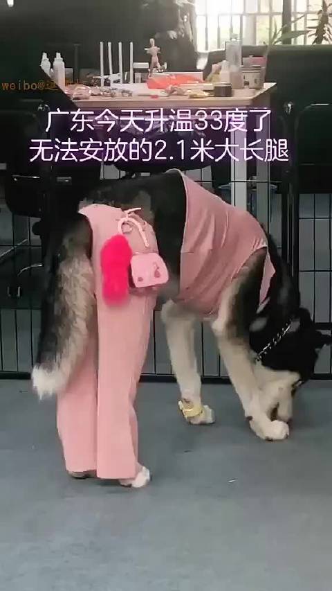 秒拍福利视频秒拍福利视频，网络新宠的魅力与影响
