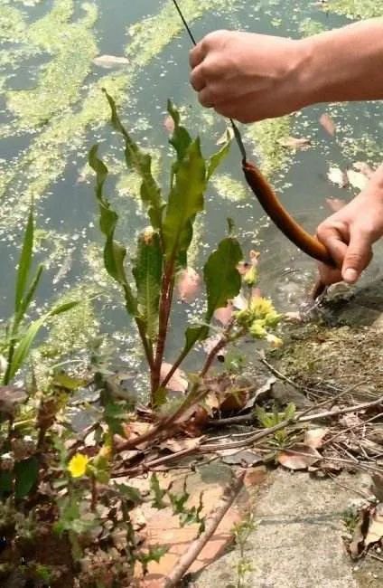 黄鳝门视频百度云黄鳝门视频百度云事件，网络伦理的反思与启示-第2张图片
