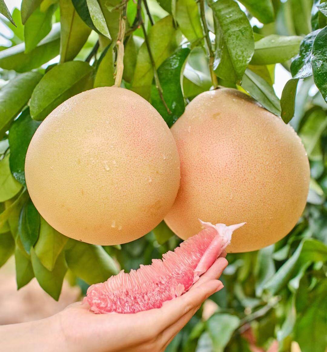蜜柚app下载汅api免费下载蜜柚APP下载及汅API免费下载指南-第3张图片