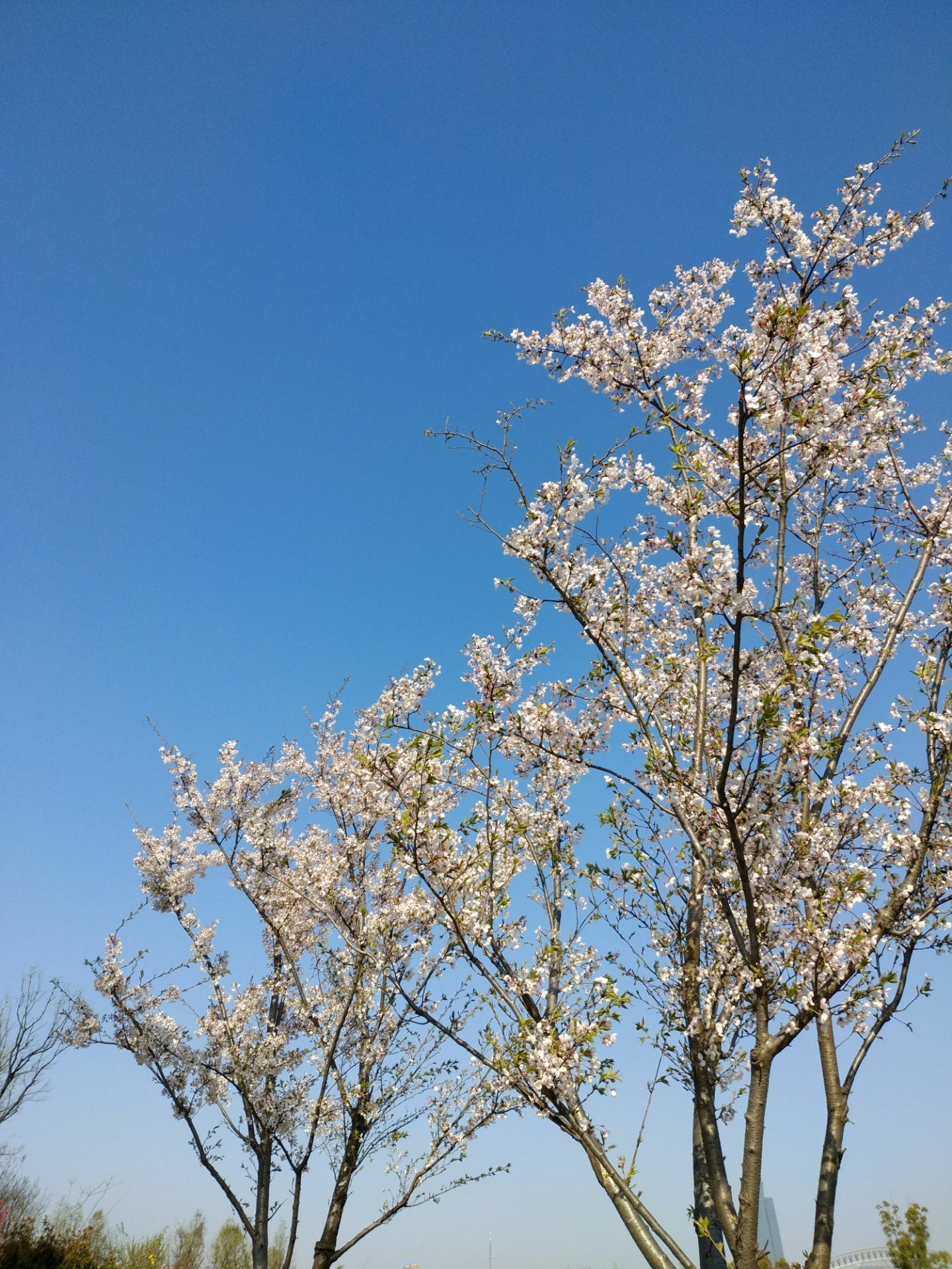 花季传媒3.0.3黄花季传媒3.0.3，探索数字时代的媒体魅力-第1张图片