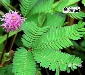 含羞草实验研究所入口免费网站直接进含羞草实验研究所，探索自然奥秘的免费开放平台-第2张图片