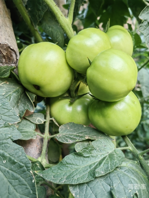 草莓香蕉榴莲黄瓜丝瓜茄子软件探索多彩果蔬与现代科技软件的奇妙世界-第1张图片