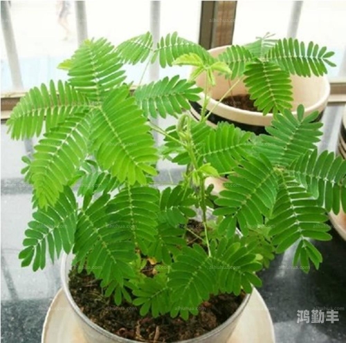 含羞草经典影视歌曲青春的忆影视含羞草与青春的回忆，经典影视歌曲的永恒魅力-第1张图片