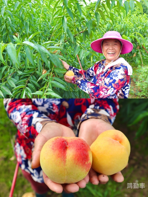 9612黄桃网站小说探索9612黄桃网站，一个充满惊喜的在线果园-第1张图片