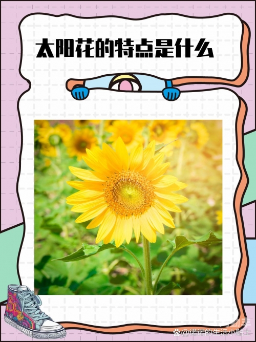 向日葵app官网旧版本向日葵APP下载，旧网址的便捷入口