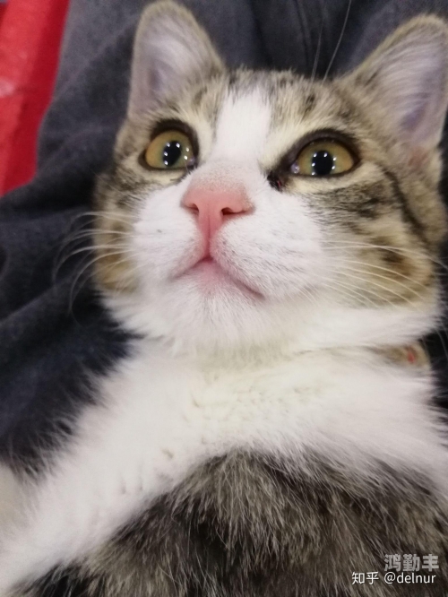 猫咪成app短视频下载链接探索猫咪成年短视频 - 在线观看平台指南-第3张图片