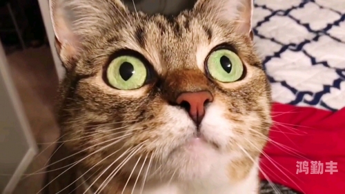 猫咪成app短视频下载链接探索猫咪成年短视频 - 在线观看平台指南-第1张图片