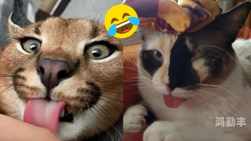 猫咪成app短视频下载链接探索猫咪成年短视频 - 在线观看平台指南-第2张图片