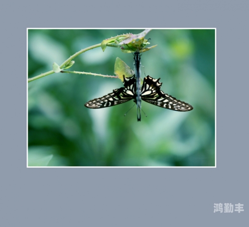 蝶恋直播免费观看蝶恋直播，免费观看的魅力之旅-第3张图片